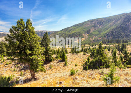 Landschaft von Hügeln und Wäldern im Yellowstone National Park Stockfoto