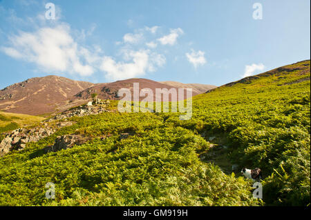 Hund im Bracken auf Berge im Lake district Stockfoto