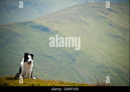 Porträt von Border-Collie auf Grasmoor oben Crummock Wasser, Cumbria Stockfoto