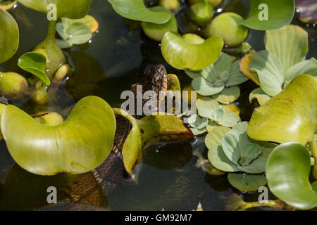 nördliche Wasserschlange, Nerodia Sipedon, grünen Frosch, Lithobates Clamitans, unter den exotischen Wasserhyazinthe, Washington Distri Essen Stockfoto