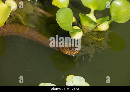 Nördliche Wasserschlange, Nerodia Sipedon, Washington, District Of Columbia Stockfoto