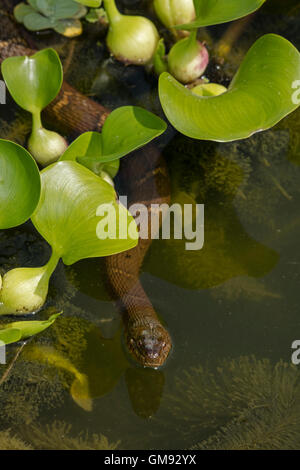 Nördliche Wasserschlange, Nerodia Sipedon, Washington, District Of Columbia Stockfoto