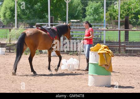 Pferd wird eingeführt, um Abfall in Form von mehreren Milchkannen trail. Stockfoto