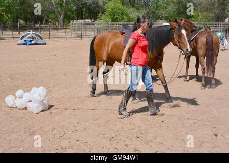 Arabisches Pferd lernen über Milchkännchen an einem Seil aus ihrem Handler. New Mexico, USA Stockfoto