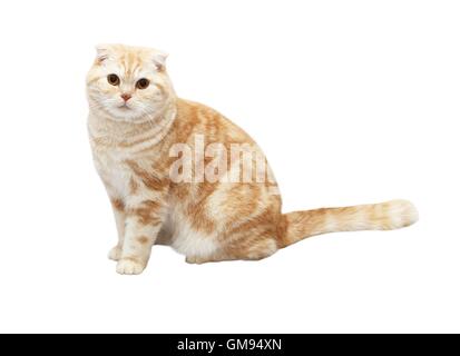 Creme Tabby Scottish Fold Katze auf weißem Hintergrund Stockfoto