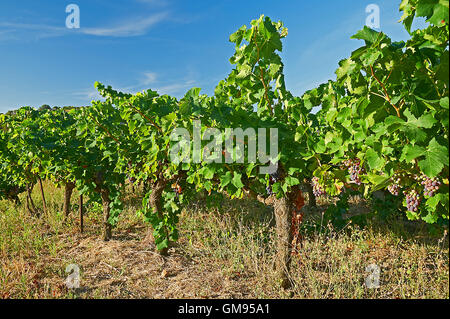 Weinberg im Bereich Faugères der Languedoc-Roussillon Region Süd-West-Frankreich Stockfoto