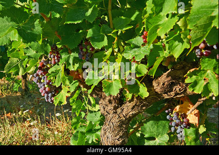 Weinberg im Bereich Faugères der Languedoc-Roussillon Region Süd-West-Frankreich Stockfoto