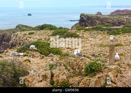 Möwen auf Sommer Felsenküste (südliche Kap St. Vincent, Algarve, Portugal). Stockfoto