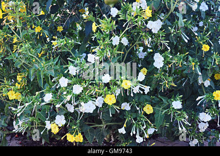 Wunder von Peru, 04:00 Blume Stockfoto