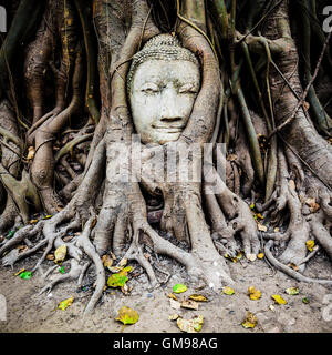 Thailand, Ayutthaya, Leiter der Sandstein Buddha zwischen Baumwurzeln im Wat Mahathat Stockfoto