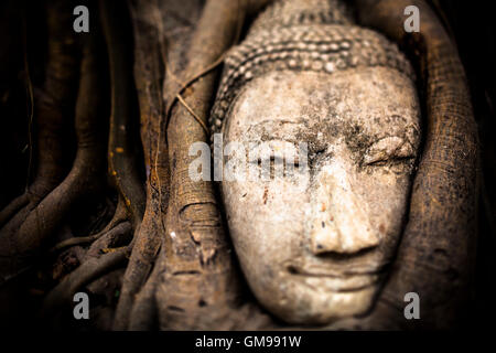 Thailand, Ayutthaya, Leiter der Sandstein Buddha zwischen Baumwurzeln im Wat Mahathat Stockfoto