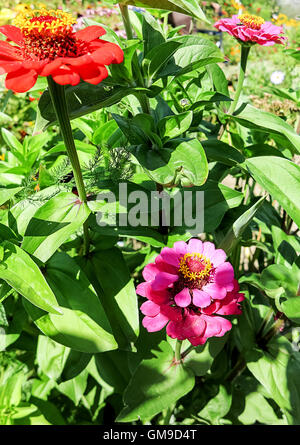 Blüten der Zinnie (Zinnia Elegans) Stockfoto