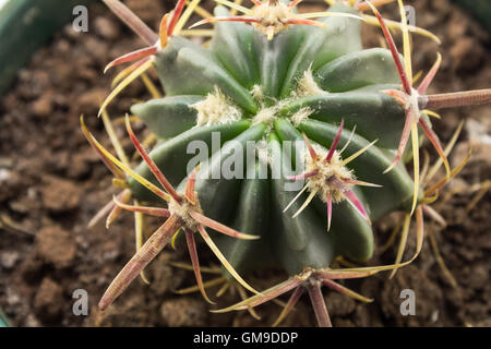 Emory Barrel Cactus hautnah im Topf Stockfoto