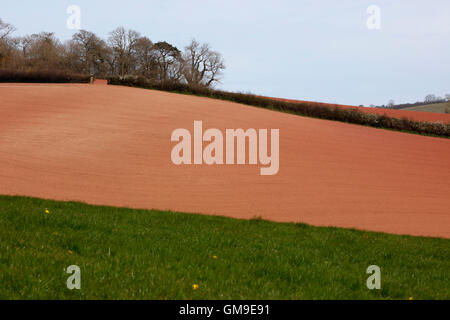 Felder in der Nähe von Berry Pomeroy, Devon, England, UK Stockfoto
