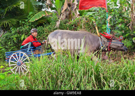 Jembrana, Insel Bali, Indonesien - 29. Juli 2012: Stiere in Aktion auf traditionelle balinesische Wasserbüffel Rennen Makepung ausgeführt Stockfoto