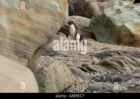 Fjordland Crested Pinguin Eudyptes Pachyrhynchus zu Fuß zu seinem Nest über Monro Beach im Südwesten Neuseelands. Stockfoto