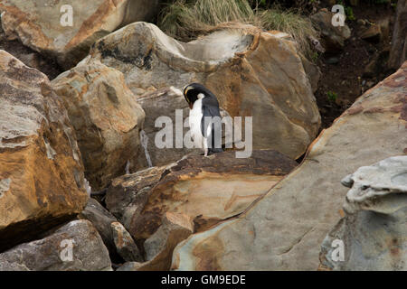 Fjordland Crested Pinguin Eudyptes Pachyrhynchus zu Fuß zu seinem Nest über Monro Beach im Südwesten Neuseelands. Stockfoto