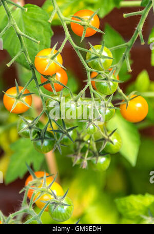 Nahaufnahme von einer Tomatenpflanze Sungold Rebe in einem Garten in Alsager Cheshire England Vereinigtes Königreich UK Stockfoto