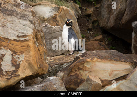 Fjordland Crested Pinguin Eudyptes Pachyrhynchus zu Fuß zu seinem Nest über Monro Beach im Südwesten Neuseelands. Stockfoto