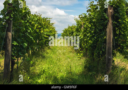 Grün der Weinberge am Plattensee Küste in Ungarn Stockfoto