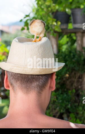 Küken auf Personen Kopf Stockfoto