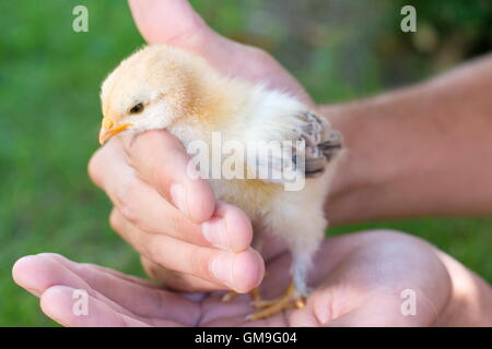 Baby Huhn in Händen von Personen. Unterstützung für das neue Leben Stockfoto