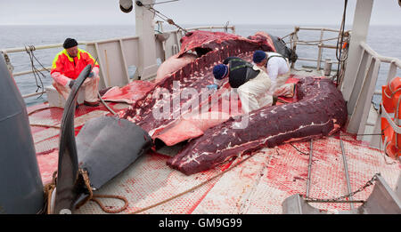 Minke Whale Hunt, Fischer, die Häutung des Wals an Bord der Hrafnreydur KO-100, Walfangschiff, Island Stockfoto