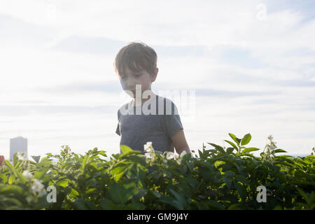 Junge (6-7) zu Fuß in Feld Stockfoto