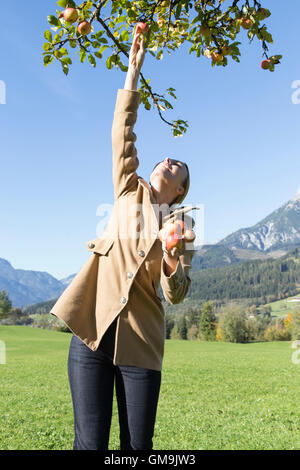 Österreich, Salzburgerland, Maria Alm, Reife Frau, die Äpfel vom Baum pflücken Stockfoto