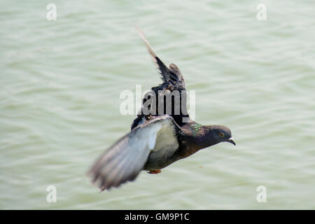 Taube fliegen über grüne See hautnah. Super hohe Verschlusszeit, das Fliegen zu erfassen. Taube ist Vogel des Friedens. Stockfoto