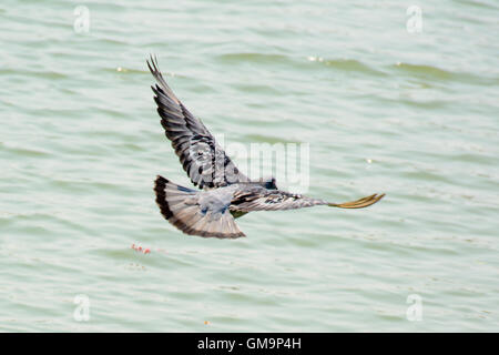 Taube fliegen über grüne See hautnah. Super hohe Verschlusszeit, das Fliegen zu erfassen. Taube ist Vogel des Friedens. Stockfoto