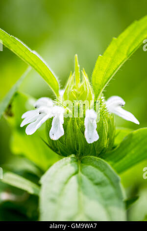 Nahaufnahme von Lamium Album White Brennnesseln Blumen Stockfoto