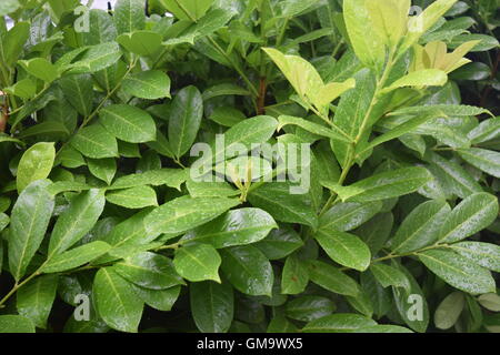 Leuchtend grüne Hecke Stockfoto