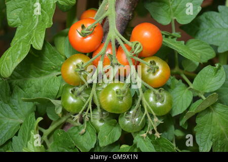 Eine Reihe von unreifen Tomaten Stockfoto