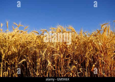 Reife Weizen in die Palouse von Washington State erntereif. Stockfoto