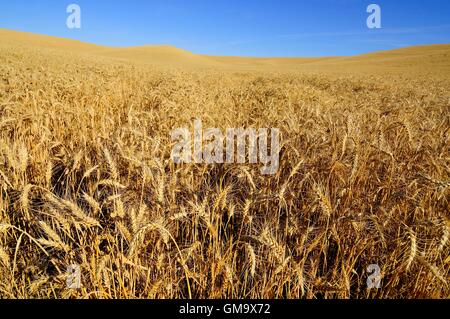 Reife Weizen in die Palouse von Washington State erntereif. Stockfoto