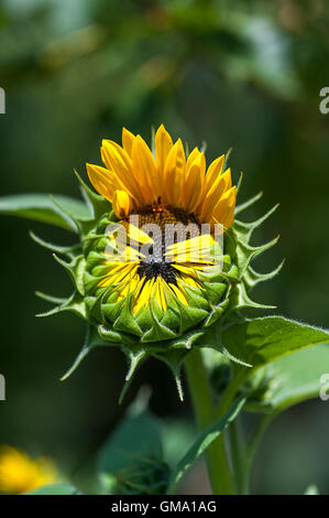 Sonnenblume mit nur halb ihre Blütenblätter öffnen Stockfoto