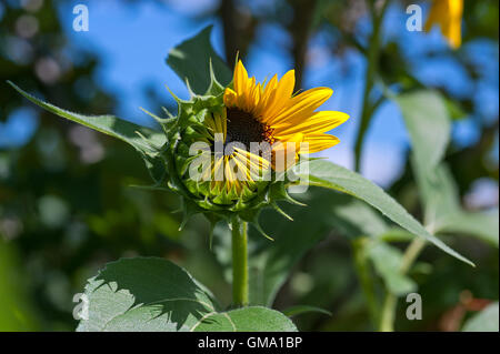 Sonnenblume mit nur halb ihre Blütenblätter öffnen Stockfoto