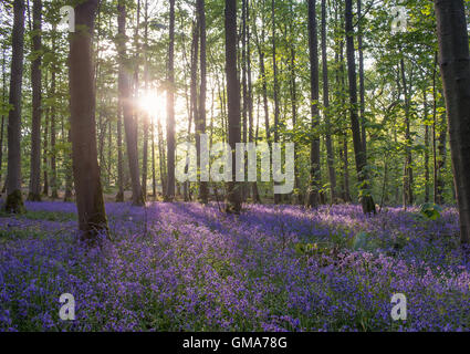 Die Sonne bricht durch der Struktur des alten Waldes in Blickling Hall Aufleuchten eines Teppichs wilde Glockenblumen. Stockfoto