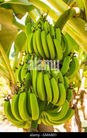 CABARETE, Dominikanische Republik - Bündel Bananen auf Bananenbaum wachsen. Stockfoto