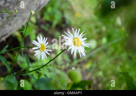 Zwei Margeriten im Garten Stockfoto