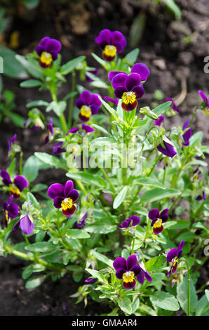 Kleine niedliche violette Stiefmütterchen wachsen auf dem Boden Stockfoto
