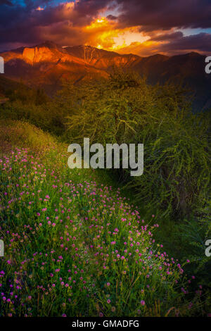Castle Rock Wild Clover Blumen Blick von Generals Highway Sequoia Kalifornien USA Stockfoto