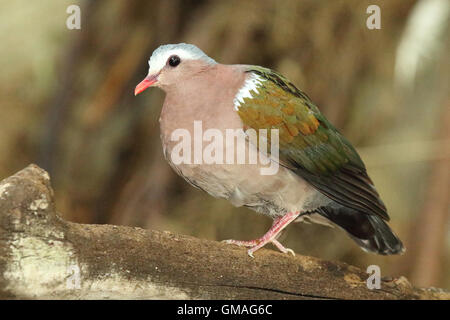 Eine gemeinsame Emerald Taube auf einem Bein. Stockfoto