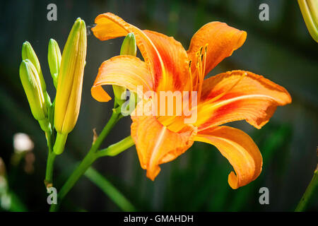 Eine Orange Taglilien-Blüten und Knospen Stockfoto