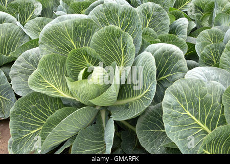 Unreife Kohl im Feld wachsen. Stockfoto