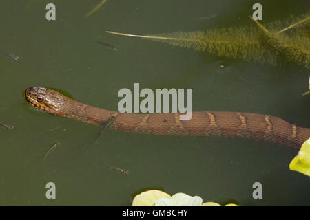 Nördliche Wasserschlange, Nerodia Sipedon, Washington, District Of Columbia Stockfoto