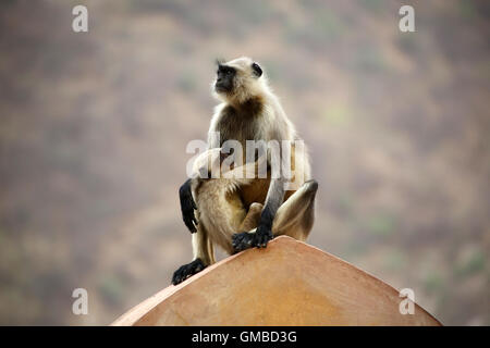 Hanuman-Languren-Mutter und Kind ruhen auf das Fort von Jaipur Stockfoto