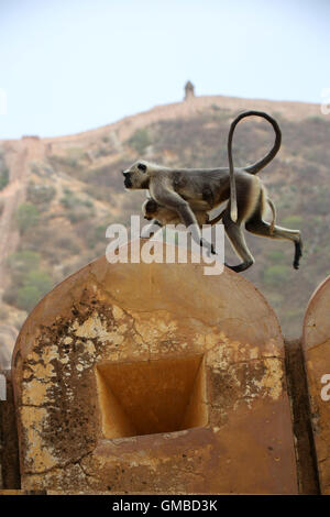 Hanuman-Languren-Mutter und Kind läuft über das Fort von Jaipur Stockfoto