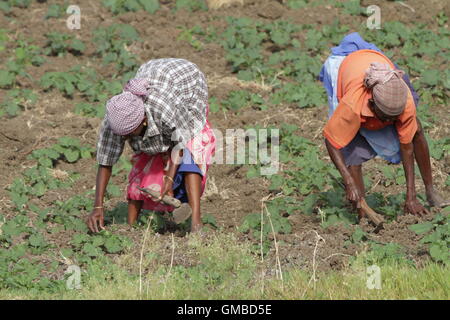 zwei weibliche Arbeitskräfte in der Landwirtschaft landen Stockfoto